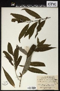 Litsea cubeba image