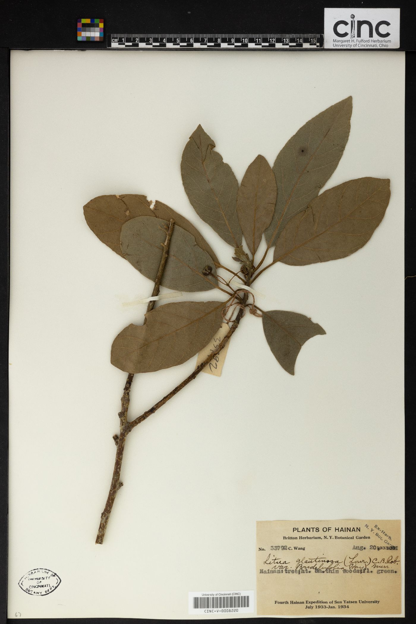 Litsea glutinosa var. brideliifolia image