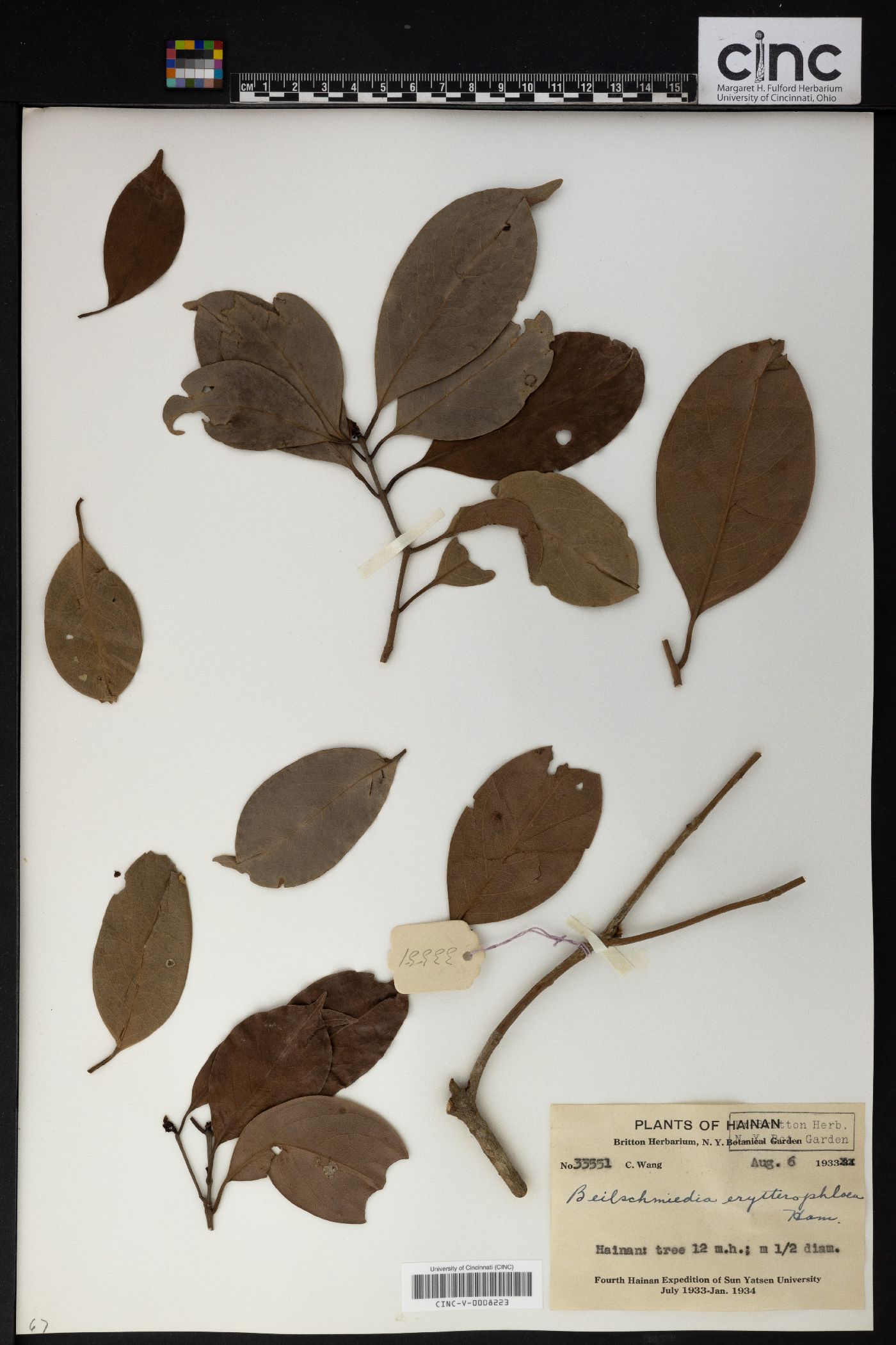 Beilschmiedia discolor image