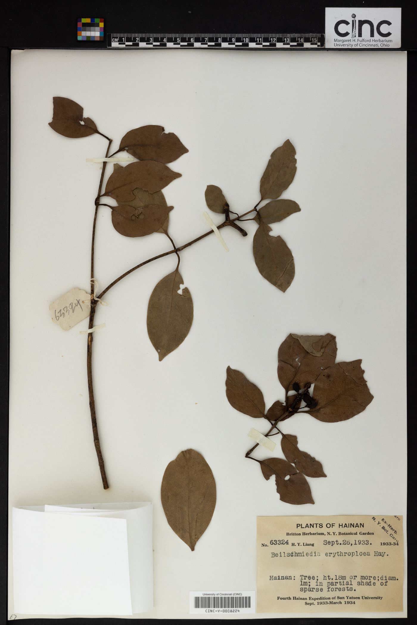 Beilschmiedia intermedia image