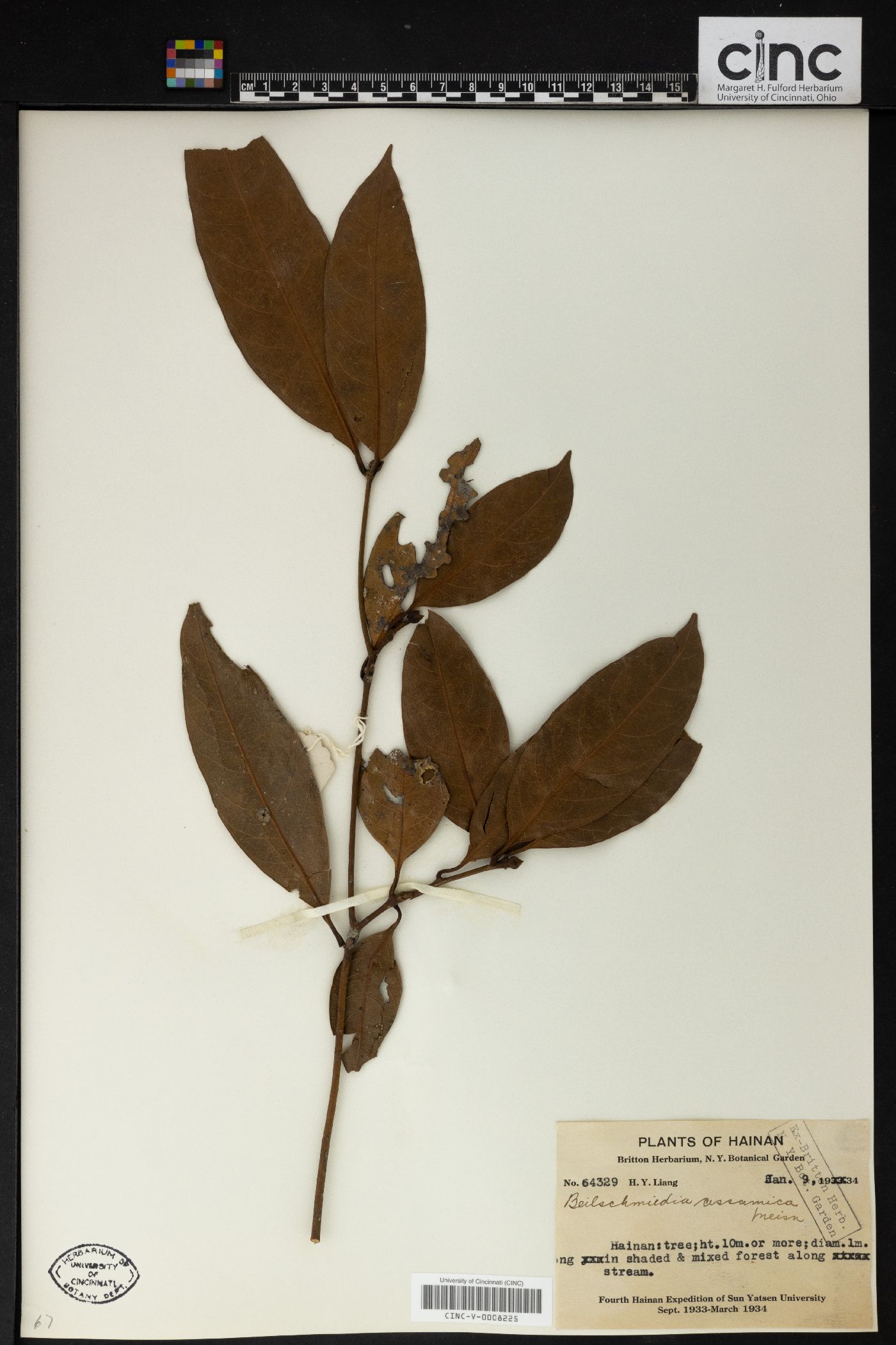 Beilschmiedia macrocarpa image