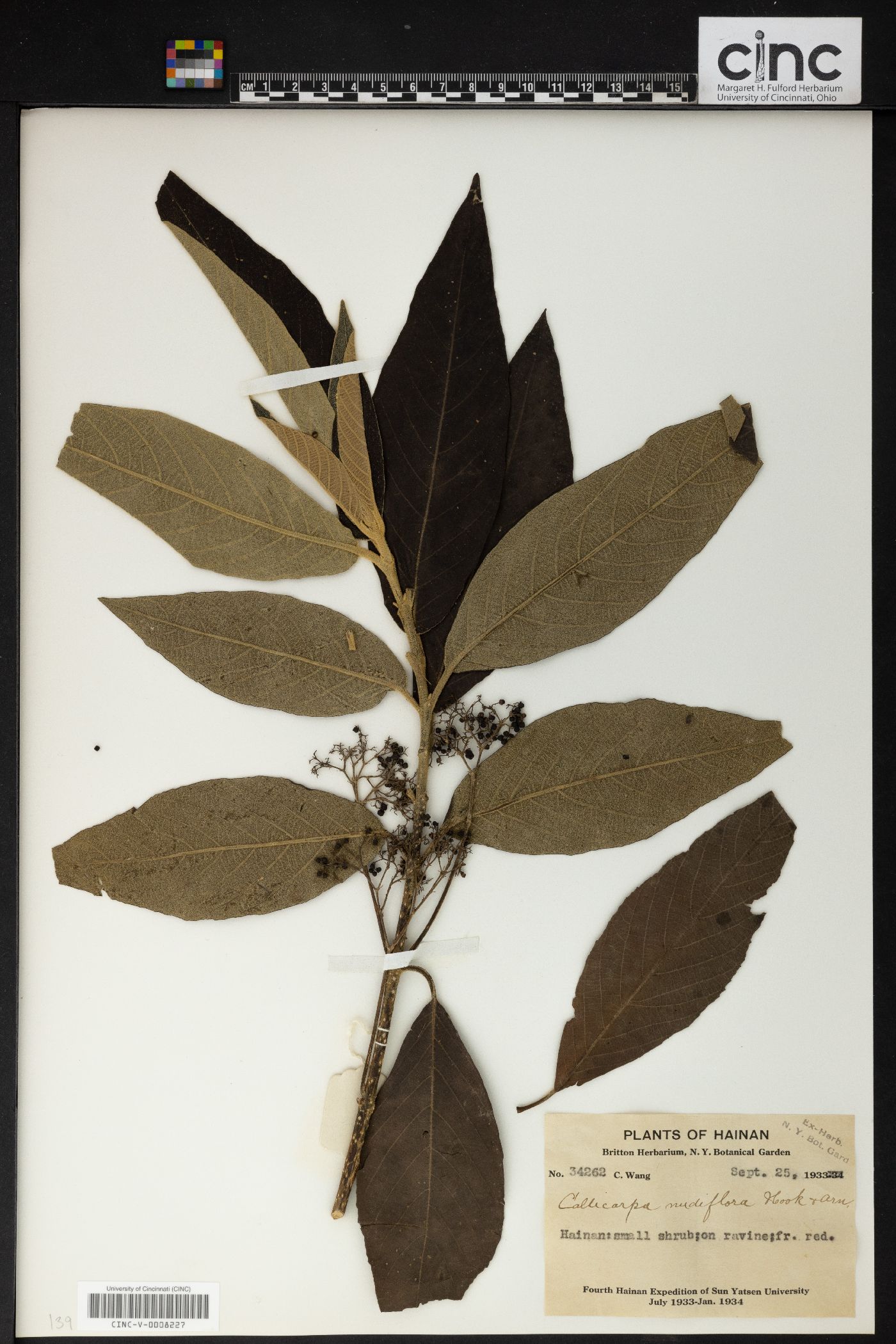 Callicarpa nudiflora image