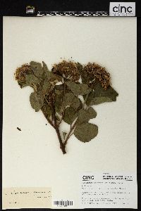 Image of Clerodendrum yunnanense
