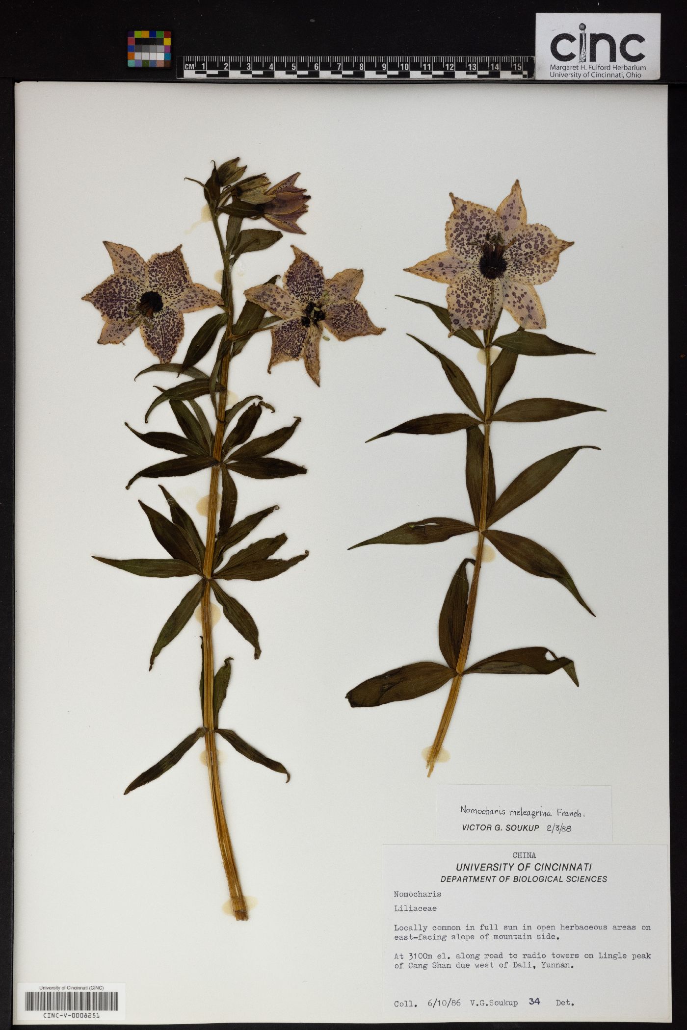 Lilium meleagrina image
