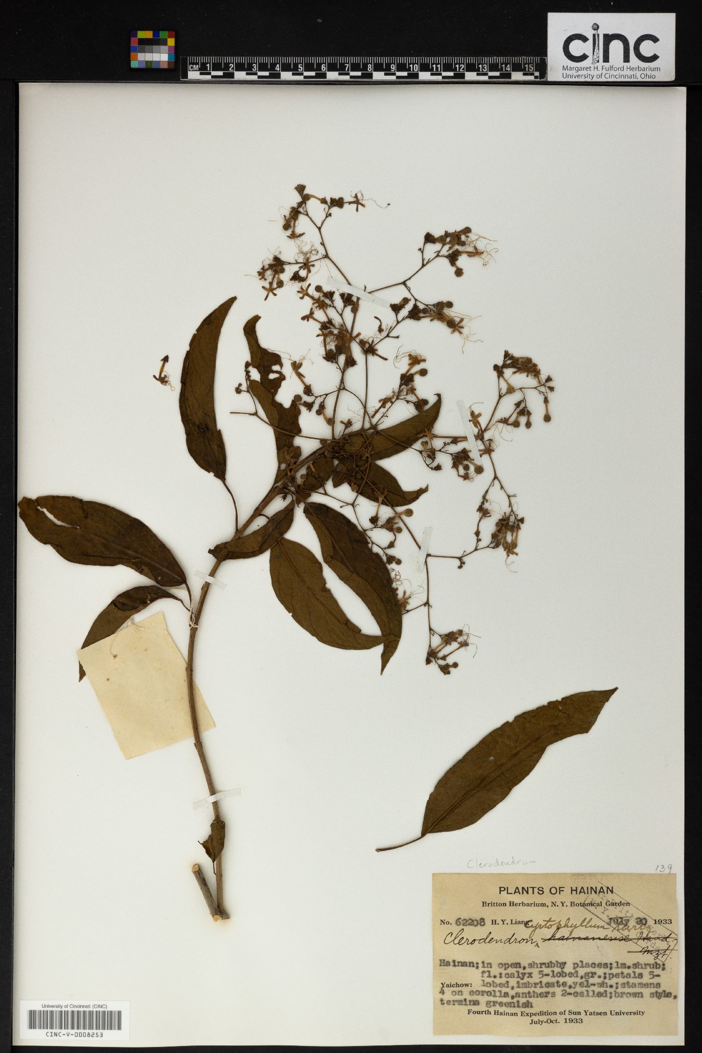 Clerodendrum cyrtophyllum image