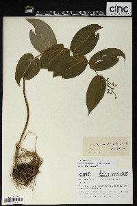 Image of Maianthemum forrestii