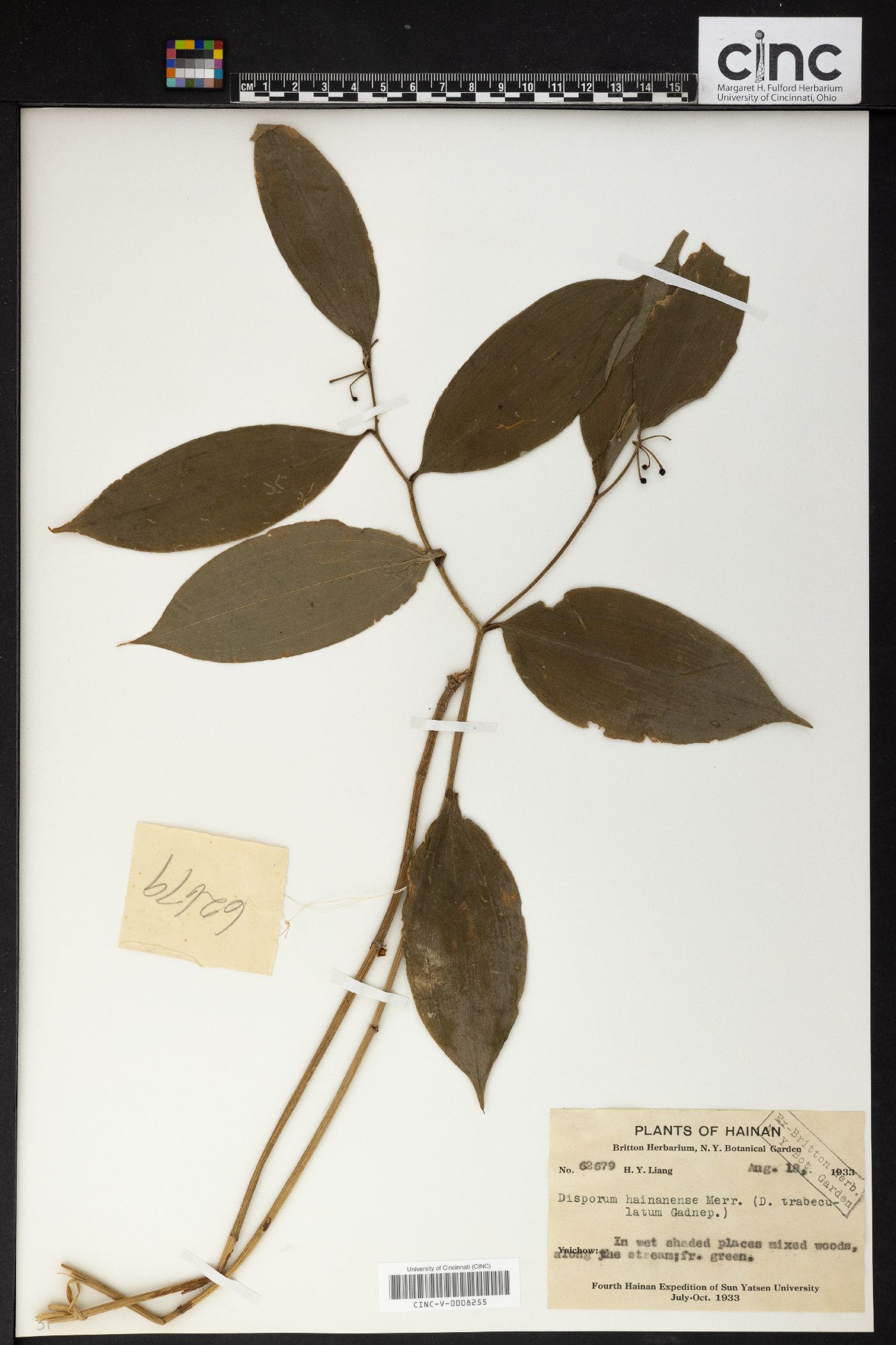 Disporum hainanense image