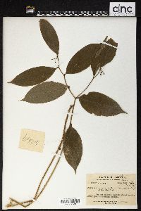 Image of Disporum hainanense