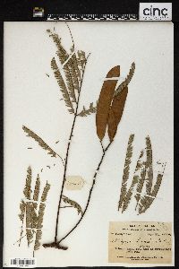 Albizia chinensis image