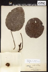 Poikilospermum suaveolens image