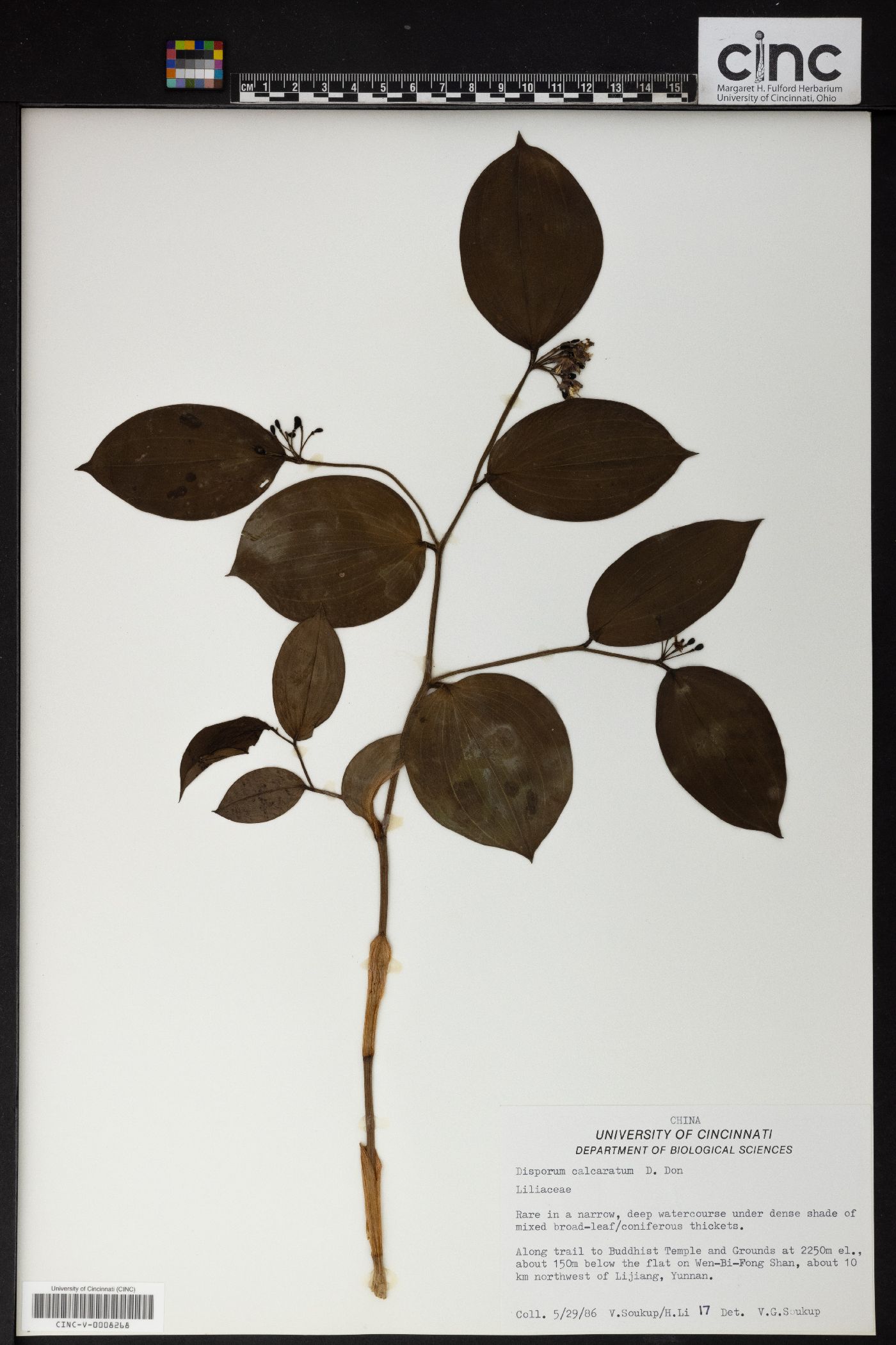 Disporum calcaratum image