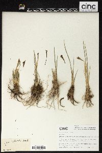 Iris collettii image
