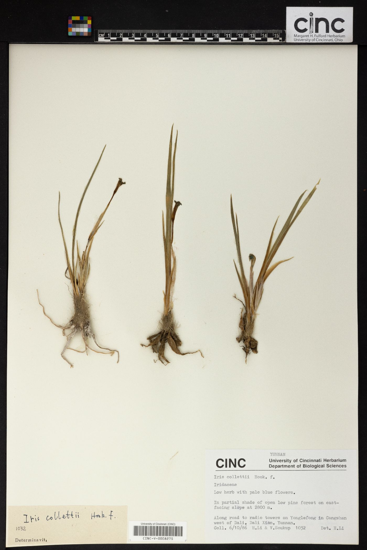 Iris collettii image