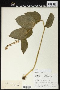 Maianthemum henryi image