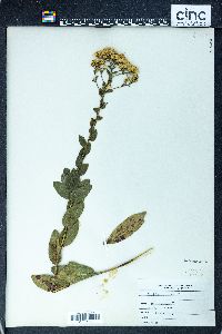 Solidago rigida image