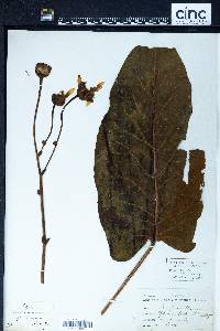 Silphium terebinthinaceum image