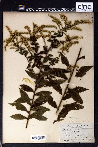 Solidago rigida image