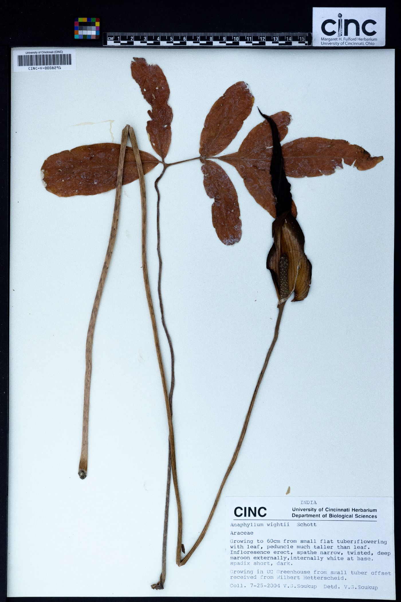 Anaphyllum wightii image