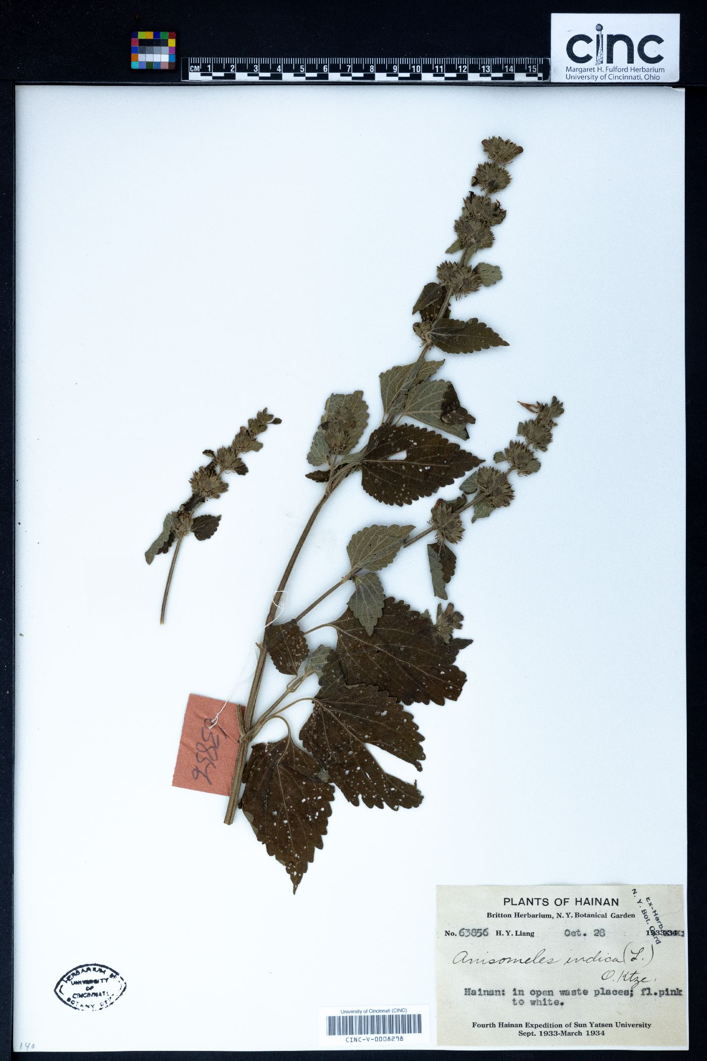 Anisomeles indica image