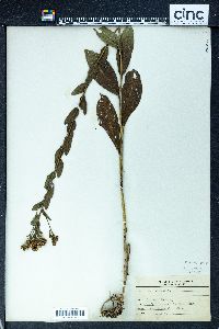 Solidago rigida image