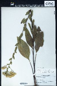 Solidago speciosa image