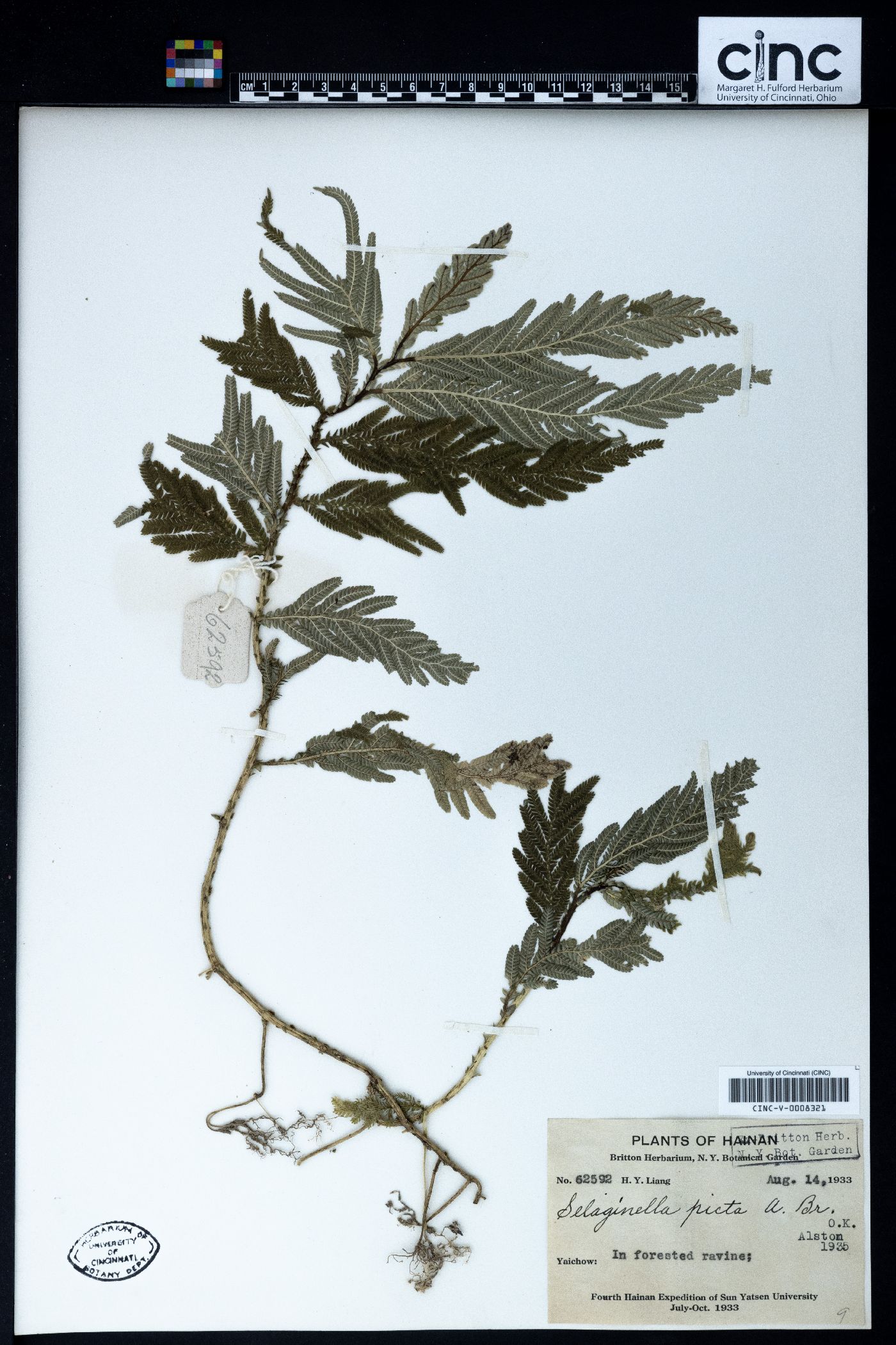 Selaginella picta image