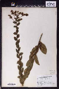 Solidago rigida image