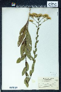 Solidago rigida image