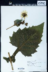 Silphium integrifolium image