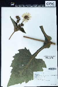 Silphium integrifolium image