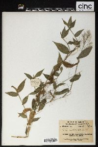 Panicum brevifolium image