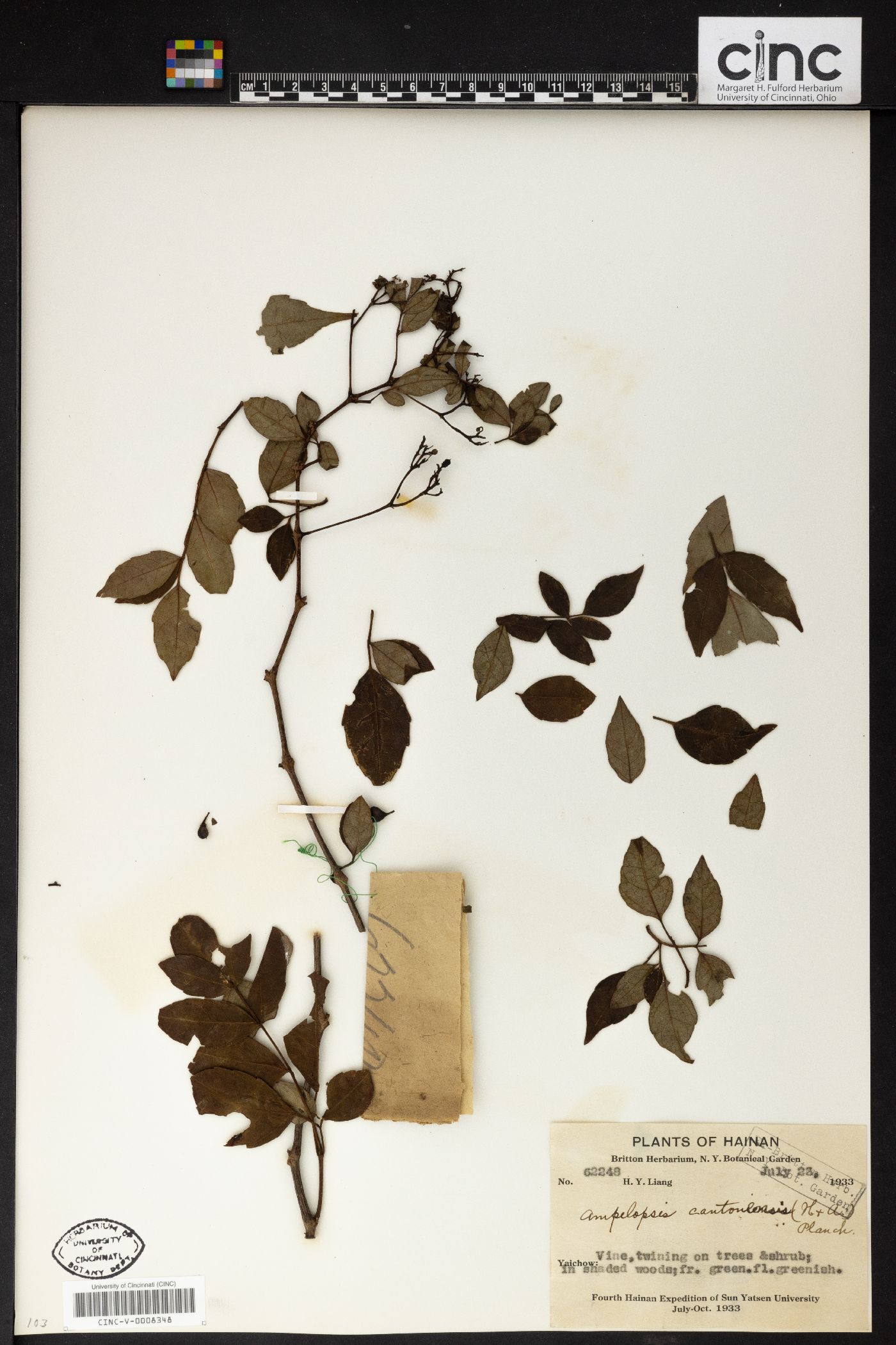 Nekemias cantoniensis image