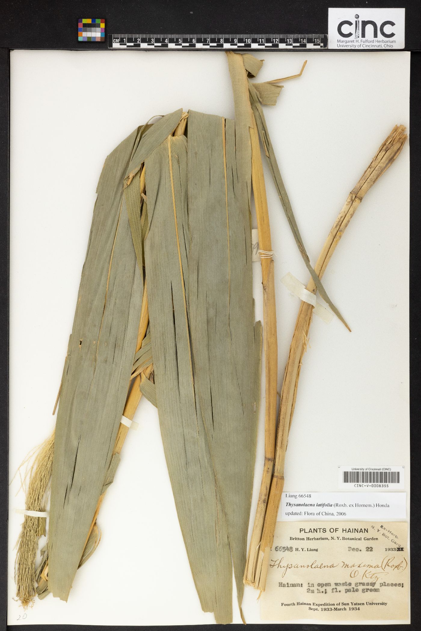 Thysanolaena latifolia image