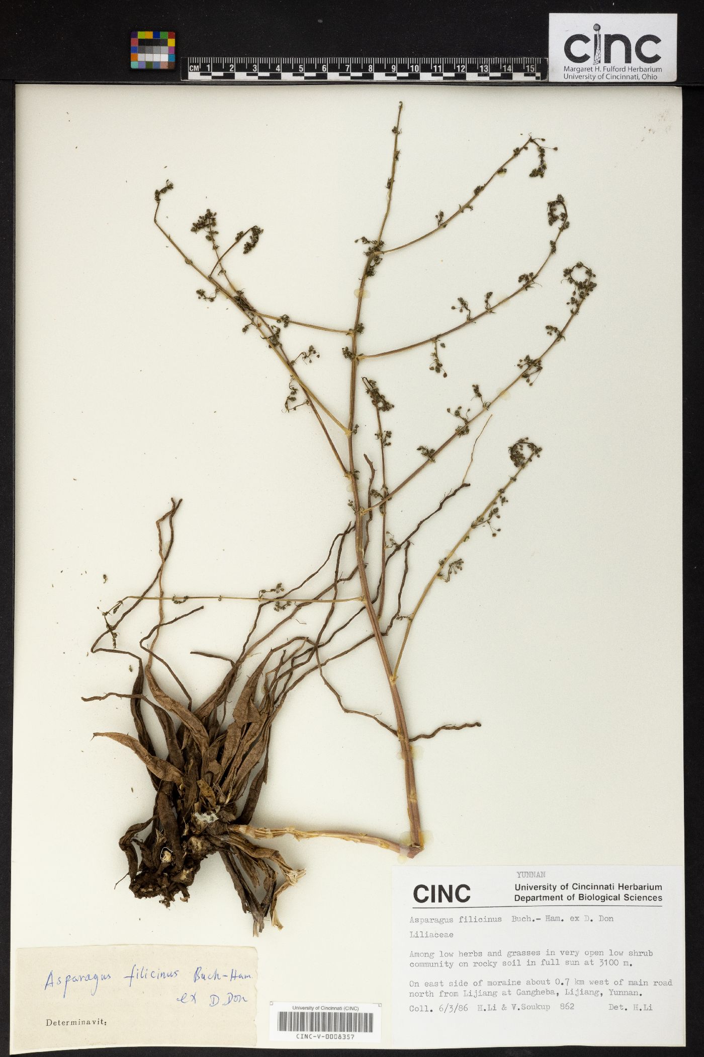 Asparagus filicinus image