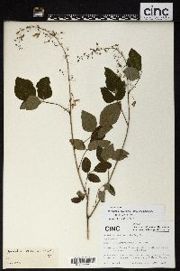Hylodesmum podocarpum subsp. oxyphyllum image