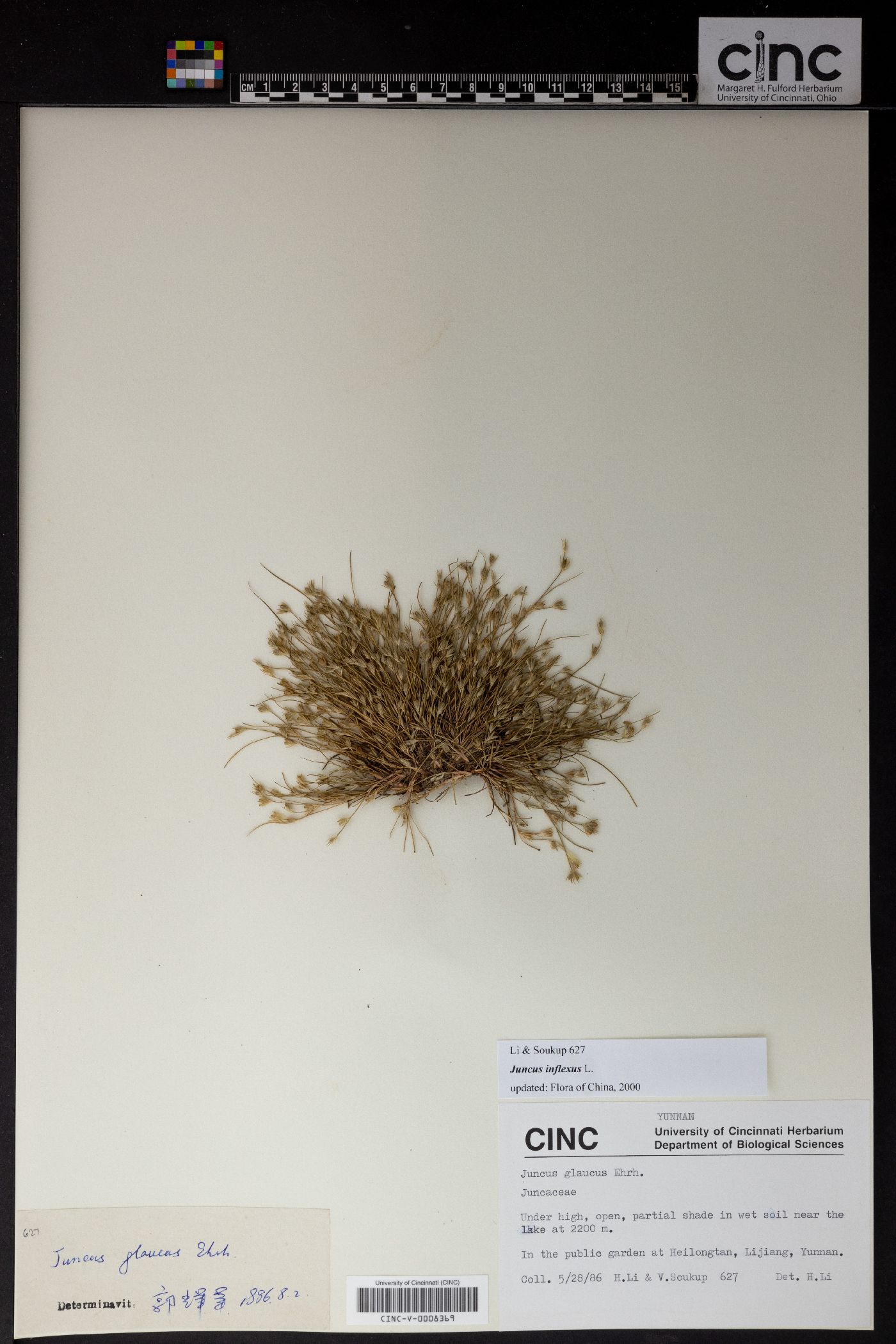 Juncus inflexus image