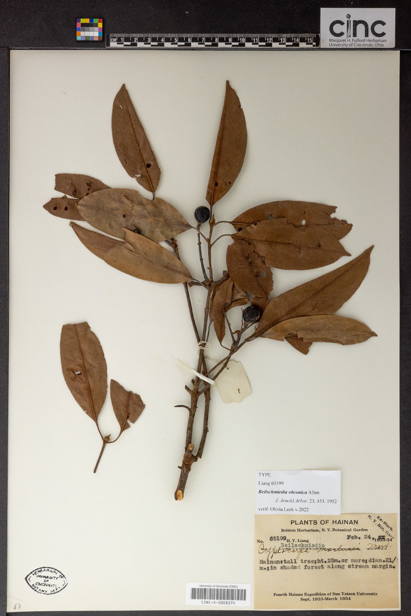 Beilschmiedia obconica image