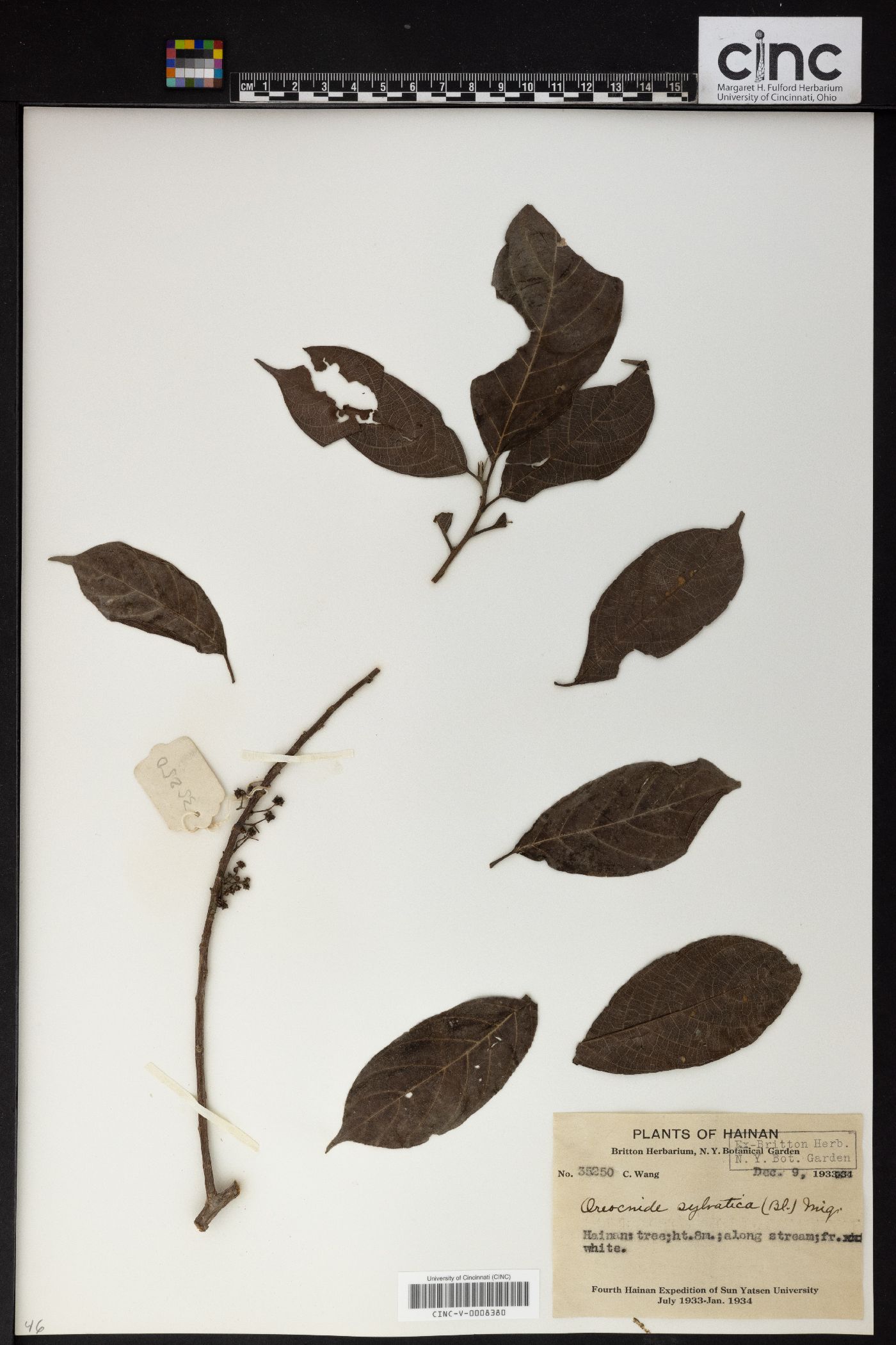 Oreocnide integrifolia var. sylvatica image