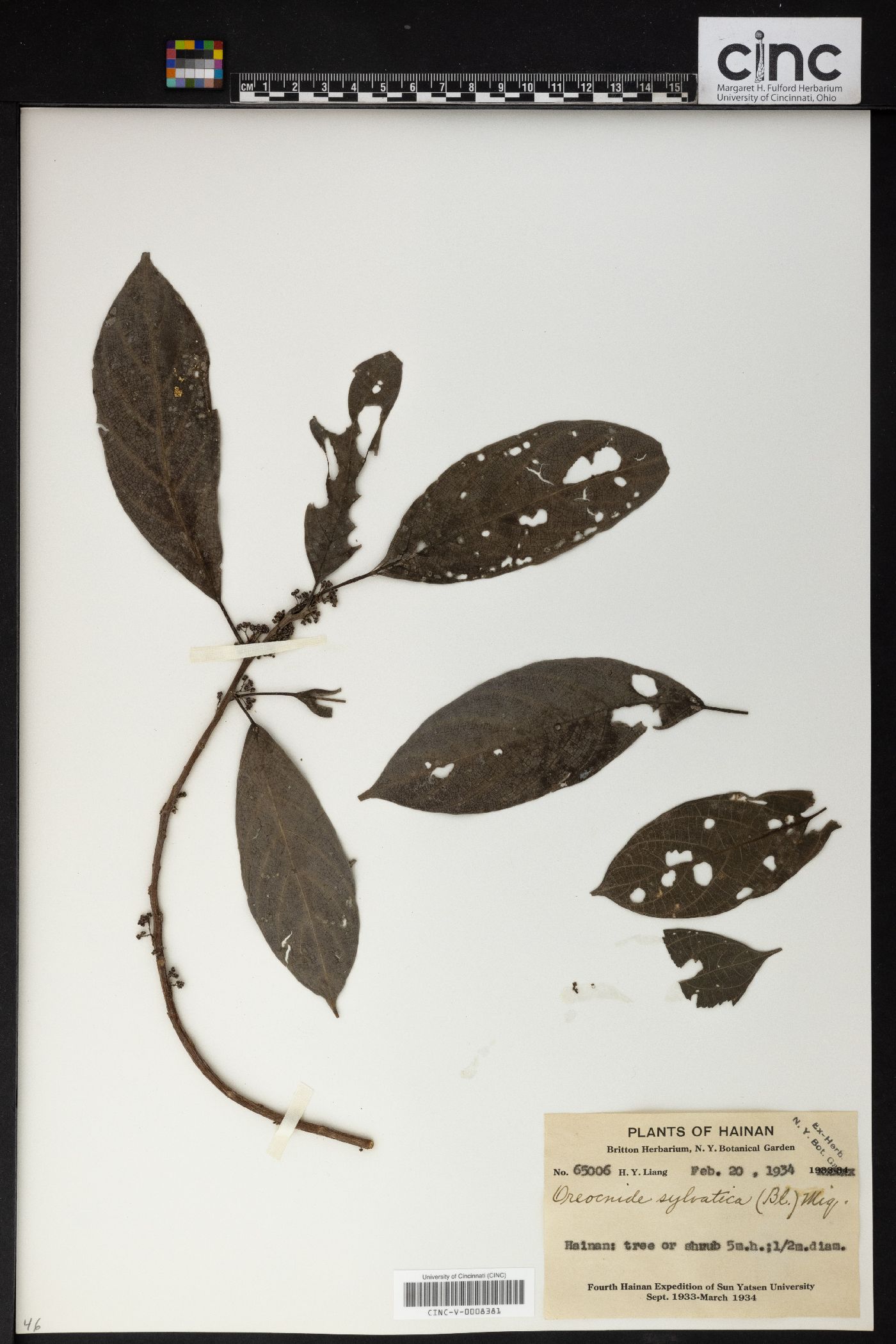 Oreocnide integrifolia image