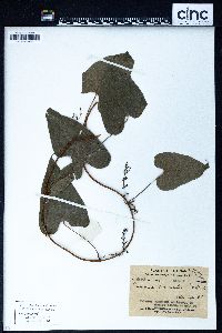 Dioscorea hamiltonii image