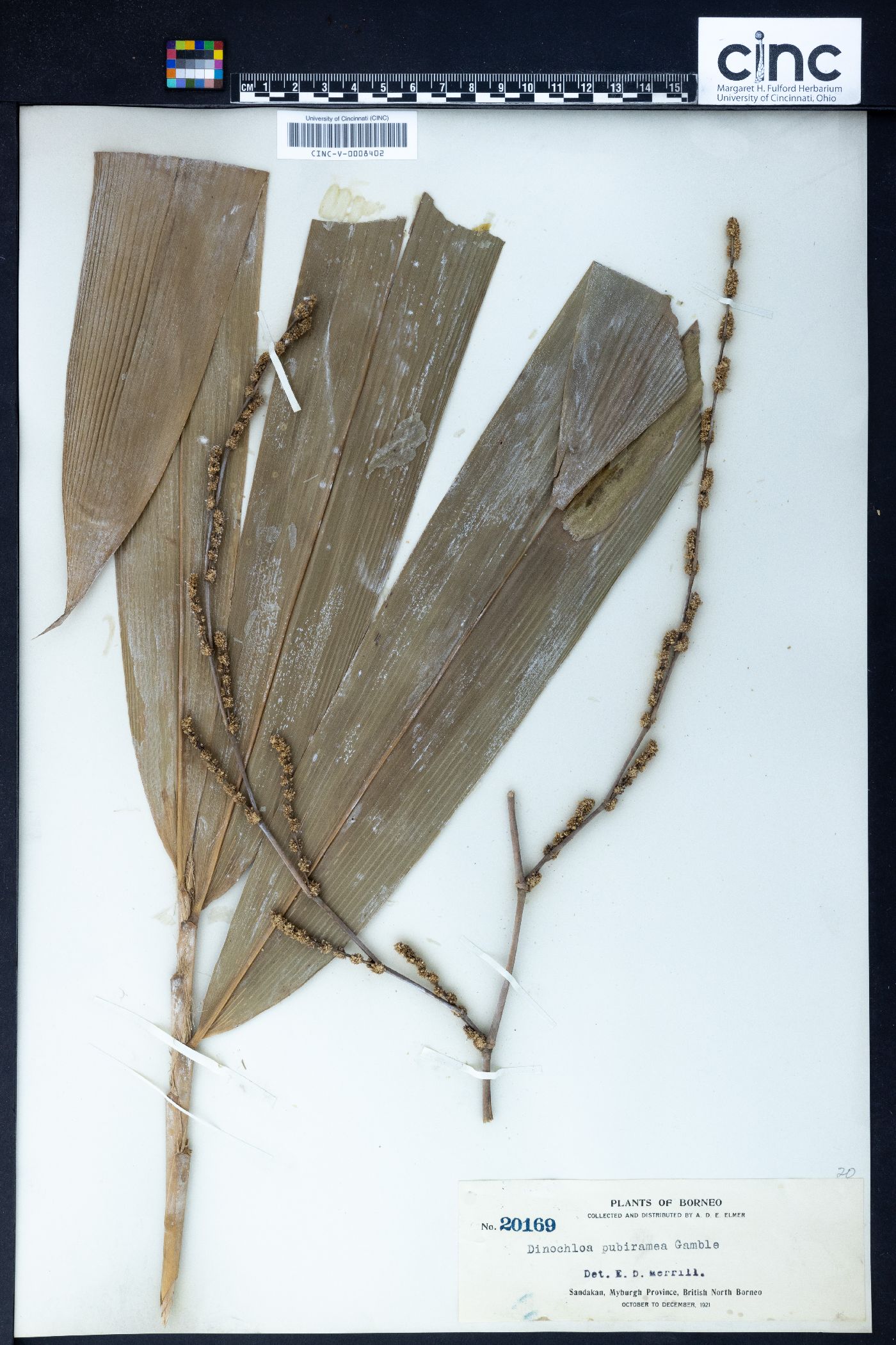 Dinochloa pubiramea image