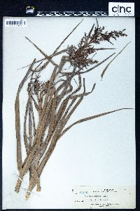 Scleria sumatrensis image