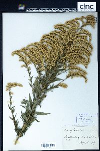 Solidago canadensis var. scabra image