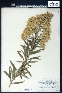 Solidago canadensis var. scabra image