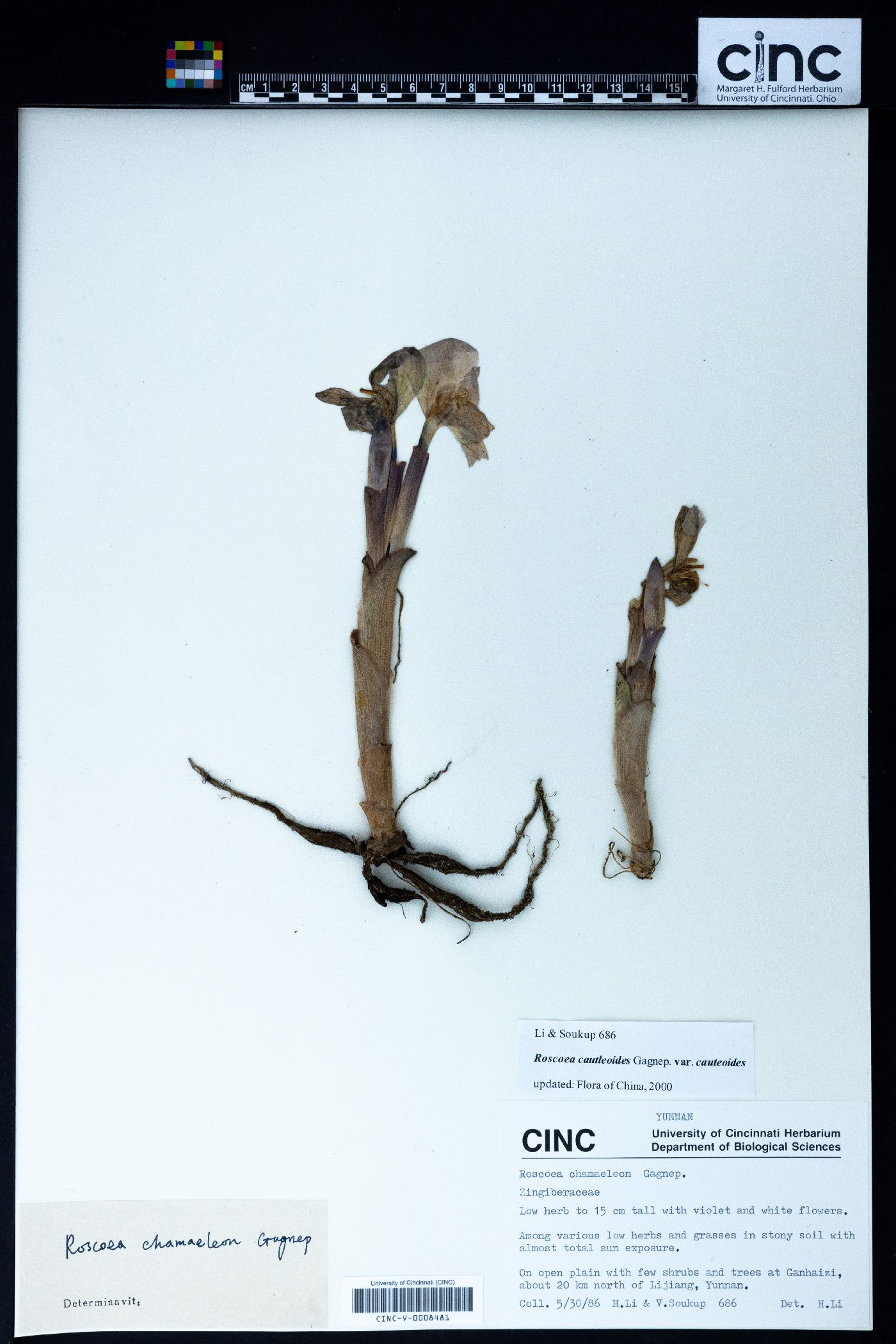 Roscoea cautleyoides image