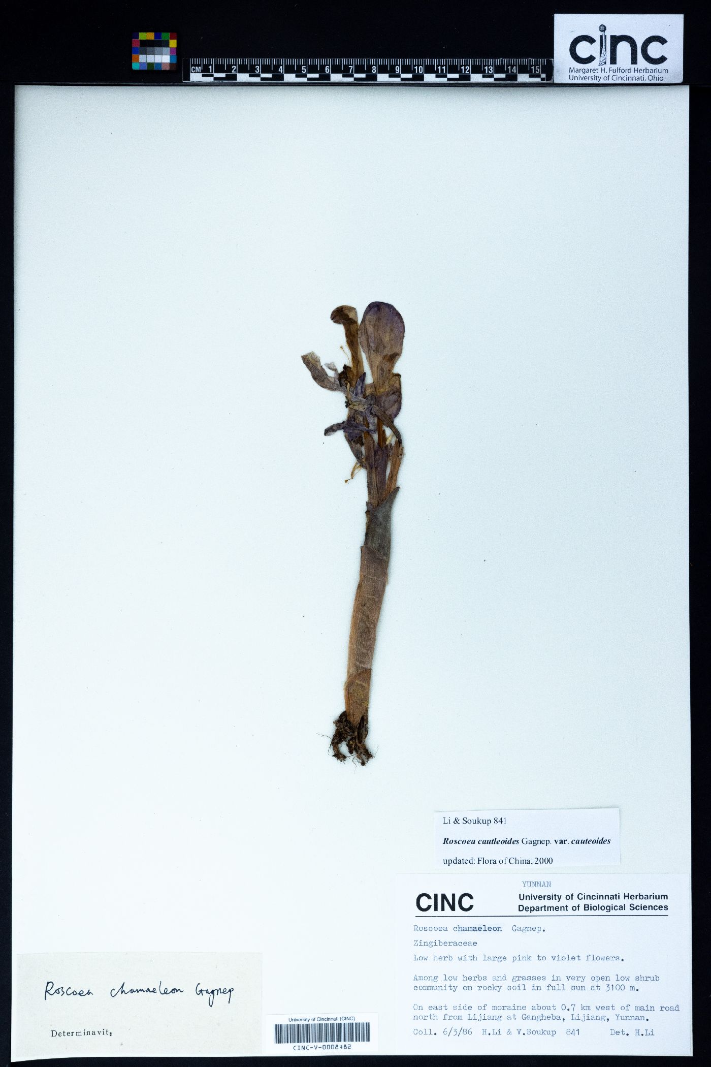 Roscoea cautleyoides image