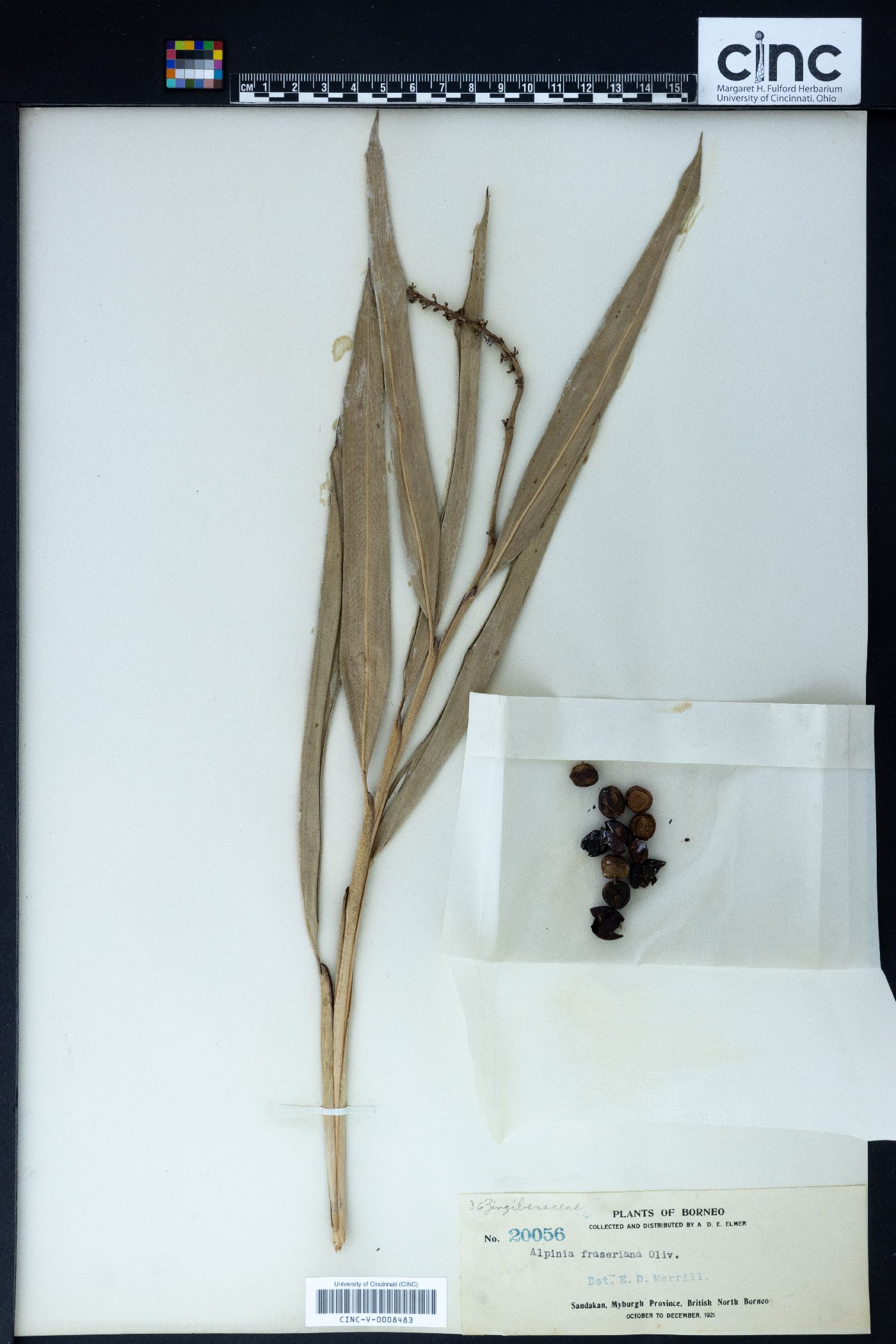 Alpinia aquatica image