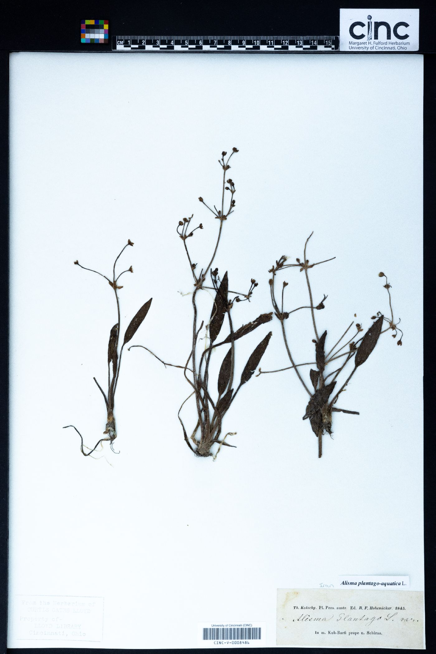 Alisma plantago-aquatica image