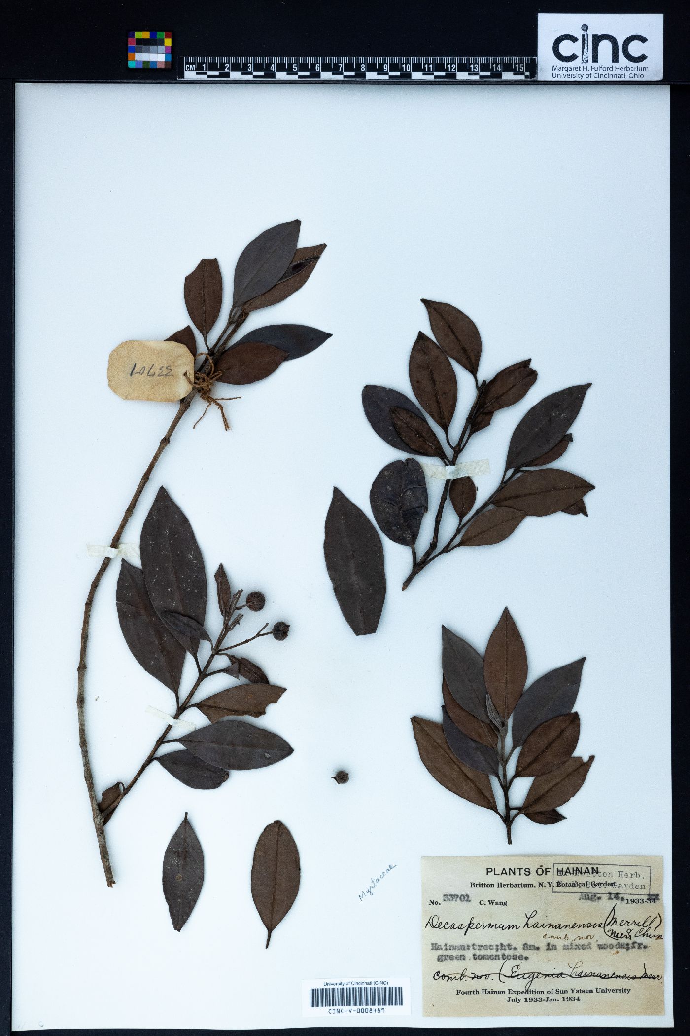 Decaspermum hainanense image