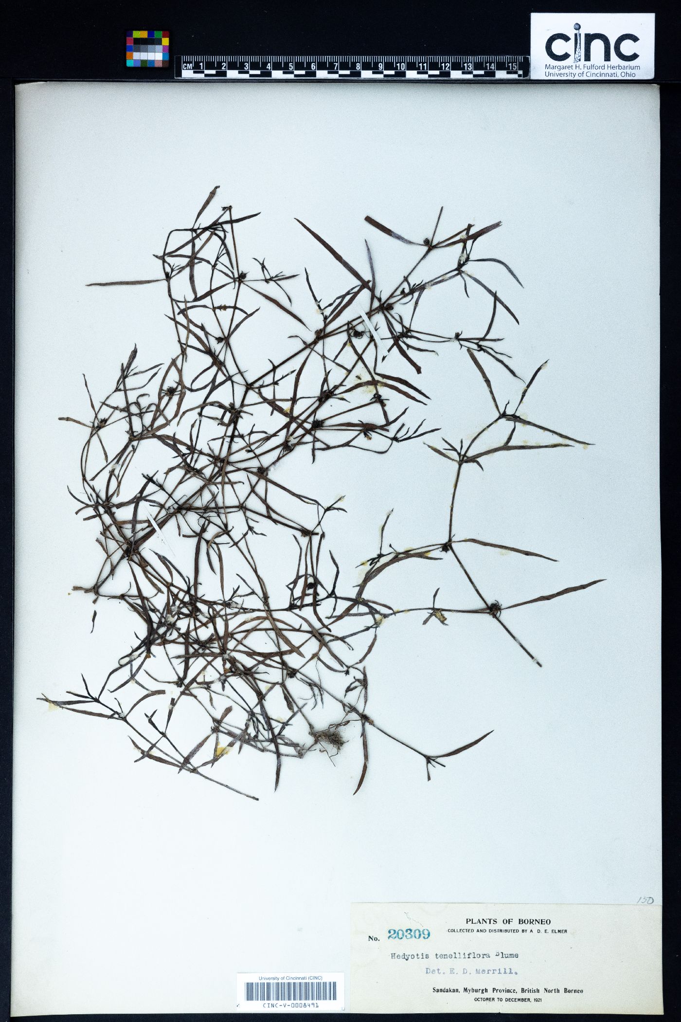 Hedyotis tenelliflora image